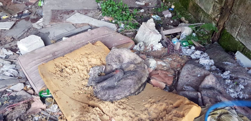 Silivri’de kangal cinsi köpek açlıktan ölmek üzereyken bulundu - Resim: 3