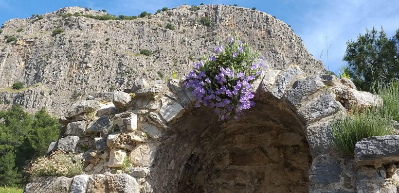 Aydın'da her yıl koruma altına alınan Tüylü Çan çiçeğine zararın cezası 73 bin 747 TL - Resim: 1