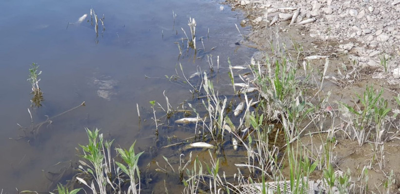Erzurum Aşkale'de toplu balık ölümleri korkuttu - Resim: 1