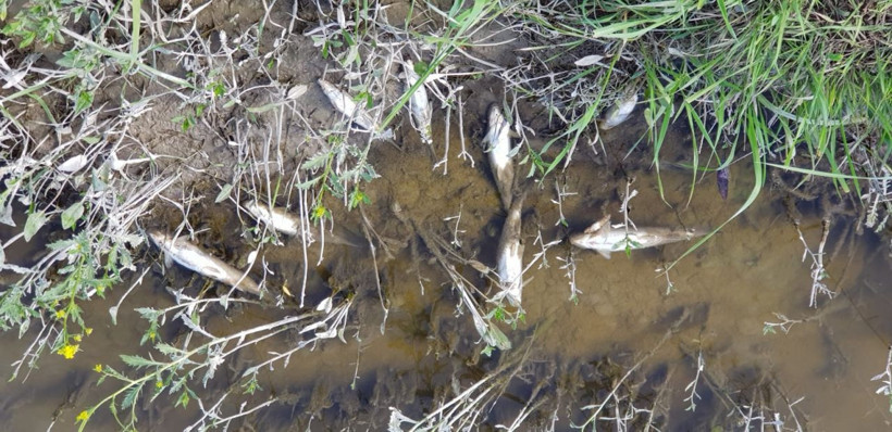 Erzurum Aşkale'de toplu balık ölümleri korkuttu - Resim: 2