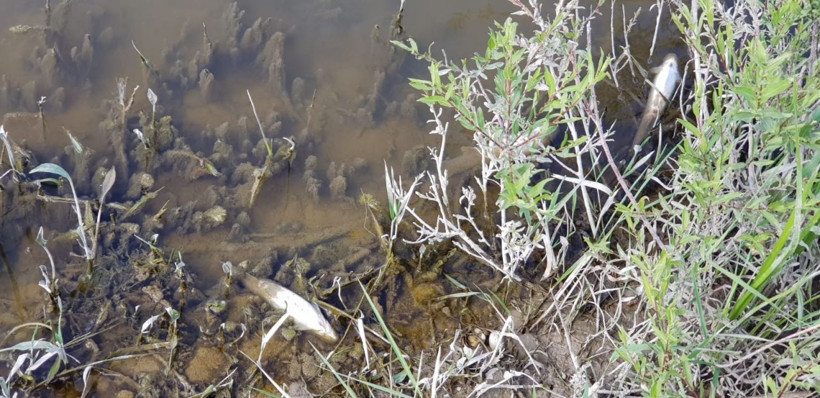 Erzurum Aşkale'de toplu balık ölümleri korkuttu - Resim: 3