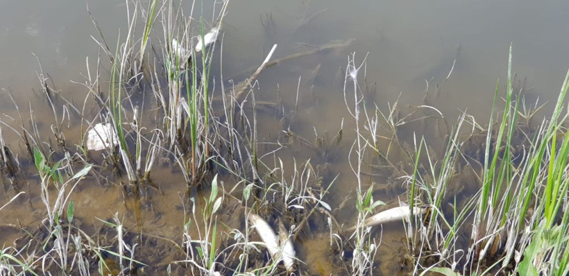 Erzurum Aşkale'de toplu balık ölümleri korkuttu - Resim: 4