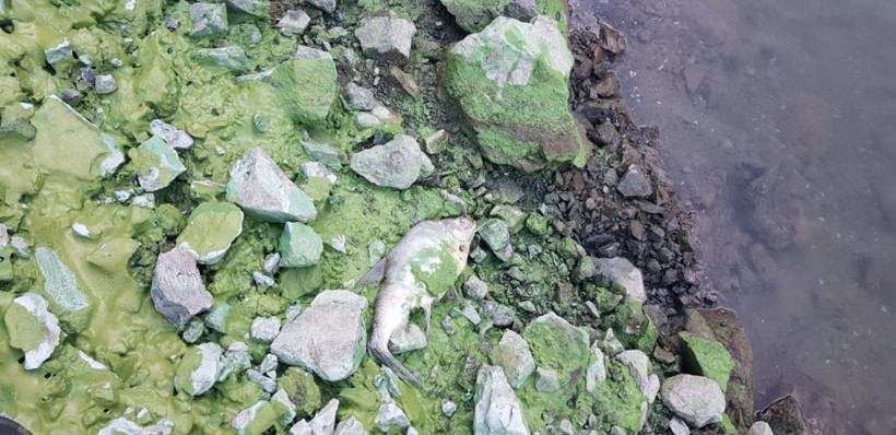 Tokat'ta baraj yeşile boyandı ölü balıklar kıyaya vurdu - Resim: 3