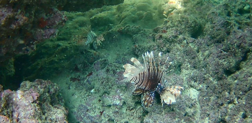 Dünyanın en zehirli balığı Antalya'da görüldü - Resim: 1