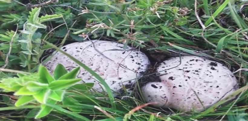 Bu adada en ürkütücü hayvan yaşıyor ne olduğunu öğrenince şoke olacaksınız - Resim: 4