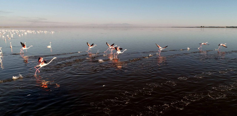 Adana'da Akyatan Lagünü 7 yıllığına kiralanacak - Resim: 2