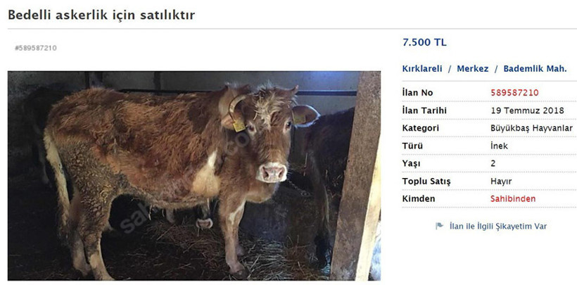 Bedelli için ilan verdiler çok uysal bakımlı güzel bir dişi at - Resim: 4