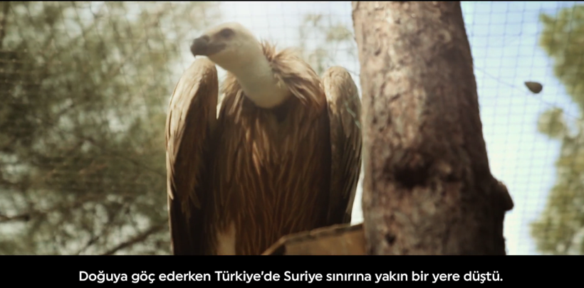 Şanlıurfa'da bitkin düşmüştü! Nesli tükenmekte olan akbaba evine geri döndü - Resim: 3