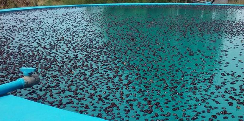 Arjantin'de dört kenti binlerce gergedan böceği istila etti - Resim: 1