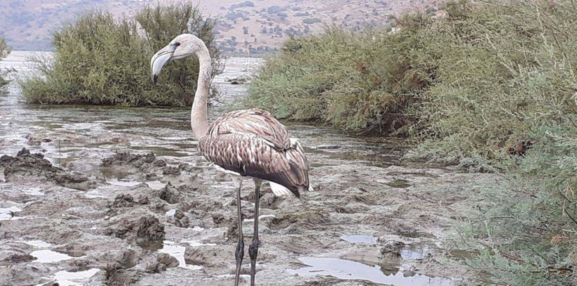 Kuşadası'nda yolunu şaşıran flamingoyu hayvanseverler göle bıraktı - Resim: 1