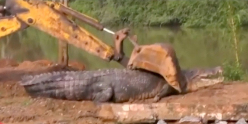 Böylesi yakalanmamıştı dev timsah dehşete düşürdü - Resim: 1