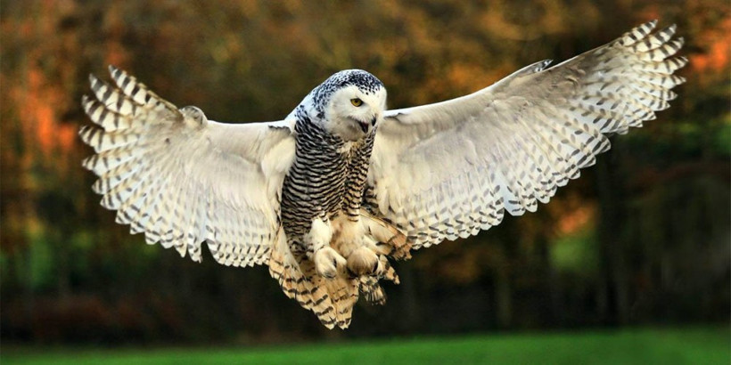 Baykuşların sonunu Harry Potter serisi getirecek! - Resim: 4