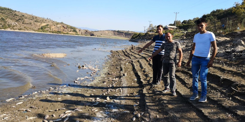 Bursa Boğazköy Barajı'nda kıyıya vuran ölü balıklar tedirgin etti - Resim: 1