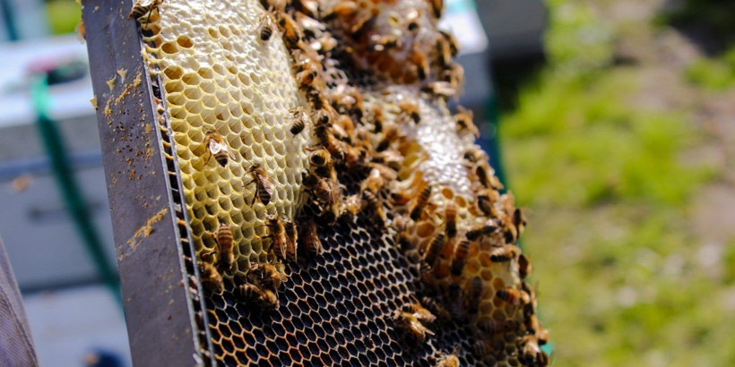 Samancı'dan çarpıcı iddia: Dünya piyasalarındaki propolisin yüzde 90'ı sahte - Resim: 4