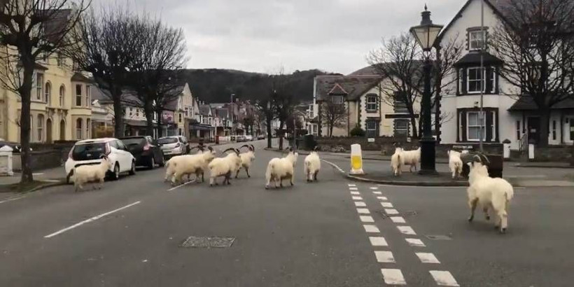 Koronavirüs nedeniyle boş kalan sokaklara yabani keçiler indi - Resim: 2