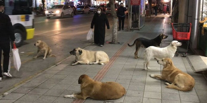 İçişleri Bakanlığı'ndan sokak hayvanı anketi! Yüzde 85.7 aynı yanıtı verdi: 'Dinen evde köpek beslenir mi?' sonucu şaşırttı - Resim: 1