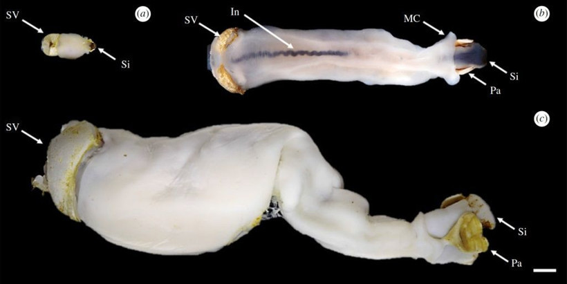 Denizde yaşayan yeni bir tür canlı bulundu! Sindirim sistemi şoke etti - Resim: 1