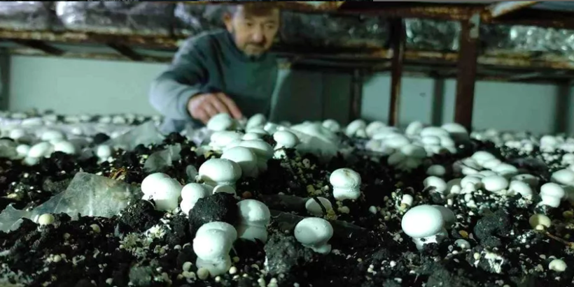 400 metrekarelik alanda yetiştiriyor 3 milyon kazanıyor! Sipariş yağıyor - Resim: 4