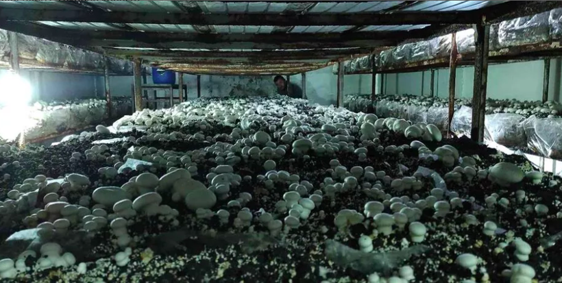 400 metrekarelik alanda yetiştiriyor 3 milyon kazanıyor! Sipariş yağıyor - Resim: 1