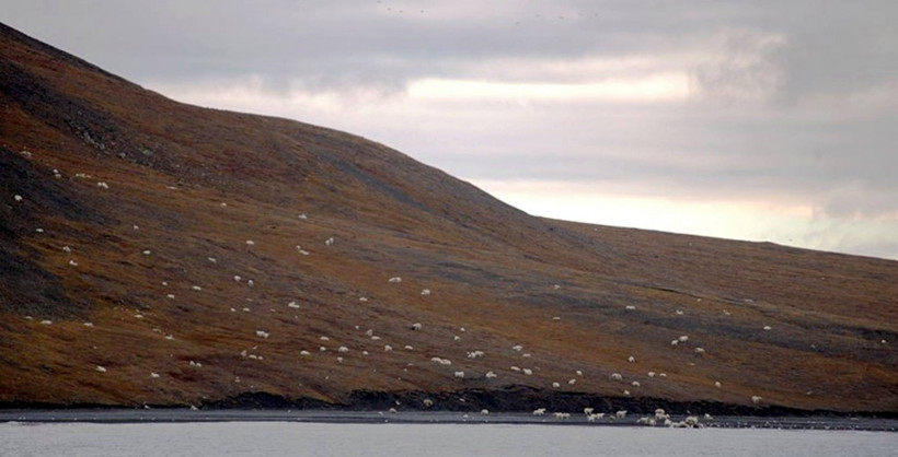 Görenler onları koyun sürüsü zannetti ama gerçek bambaşka - Resim: 2