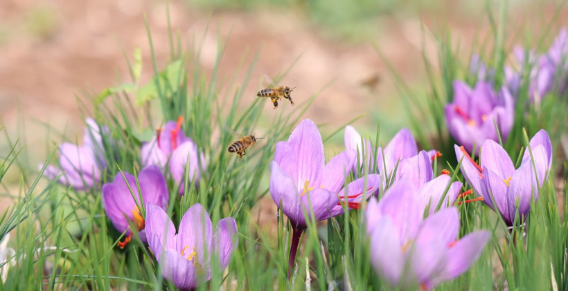 Denemek için başlamıştı, kilosu 200 bin TL'ye satılıyor! - Resim: 1