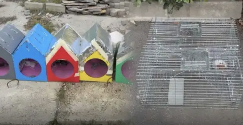 Kubilay Aka’dan site yönetimine tepki! 'Kedileri kapanla toplamışlar' - Resim: 2