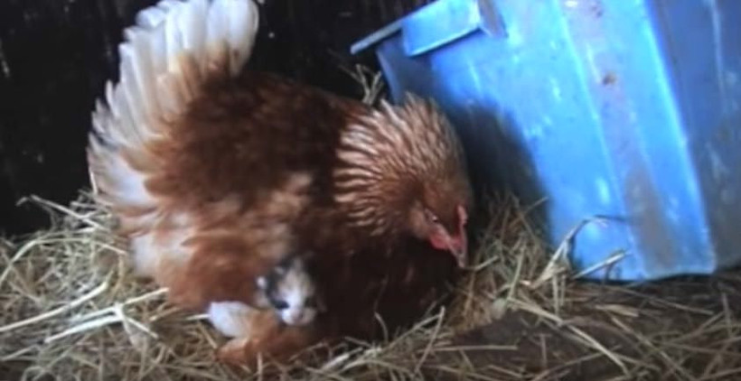 Tavuğun kuluçkaya yattığını sandı gerçekler daha sonra ortaya çıktı - Resim: 3