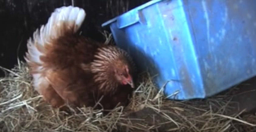 Tavuğun kuluçkaya yattığını sandı gerçekler daha sonra ortaya çıktı - Resim: 2