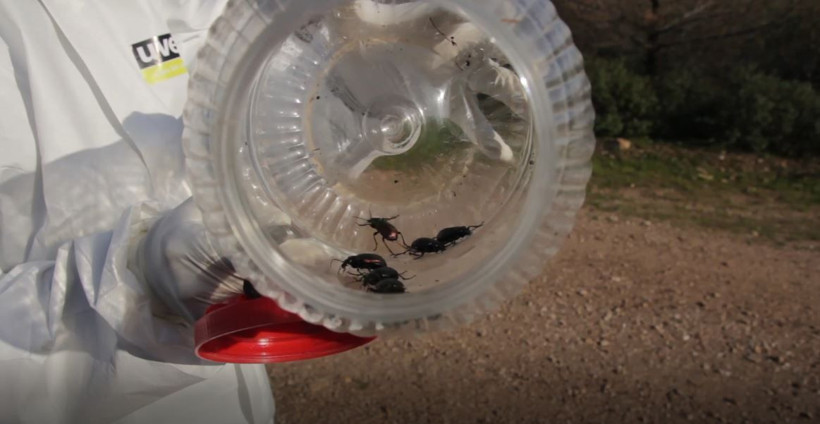 Bursa'yı istila ettiler hızla yayılıp yaprakları kemiriyorlar - Resim: 4