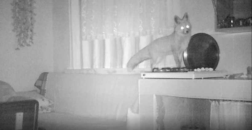 Dev ayı ve arkadaşı tilki yaylada girilmedik ev bırakmadı - Resim: 3