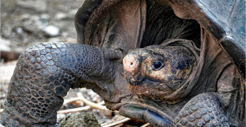 44 yıl üreme üreme programında tutulan Diego emekli edildi - Resim: 4