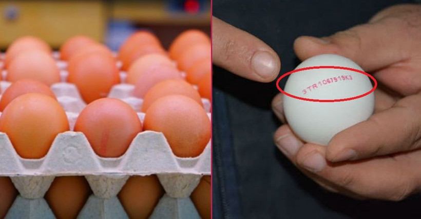 Bilmeniz gereken yumurta kodları - Resim: 2