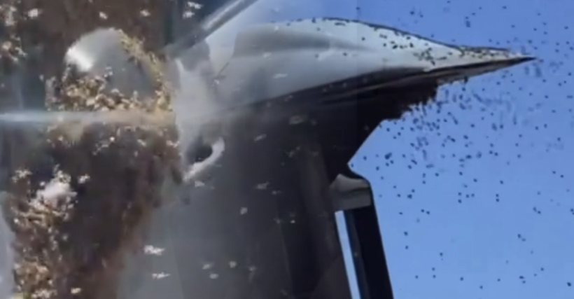 İsrail'de alarm! Tarihin en büyük arı istilası yaşanıyor: Askeri uçuşlar durduruldu... - Resim: 2