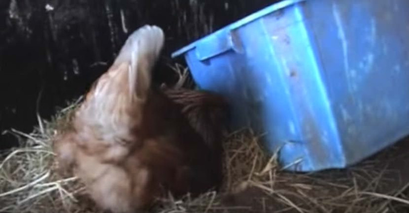 Tavuğun kuluçkaya yattığını sandı gerçekler daha sonra ortaya çıktı - Resim: 1