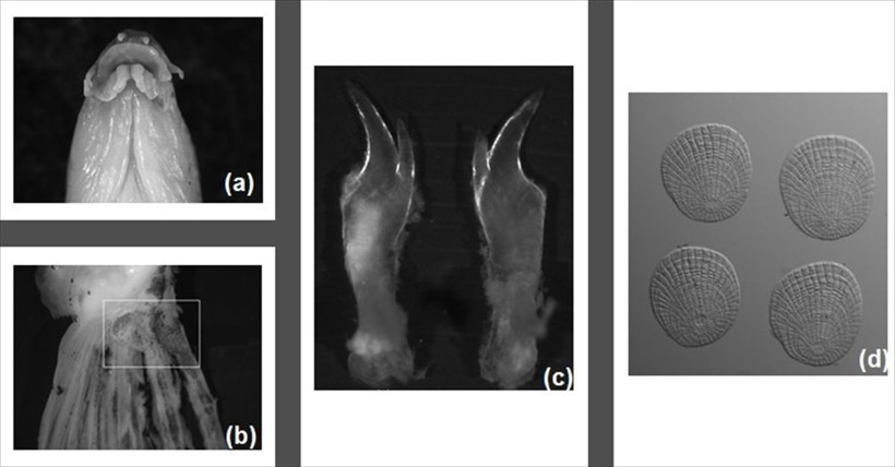 'Boğazlardan katiyen geçmez' deniliyordu taş ısıran balık Samsun'da görüldü - Resim: 1