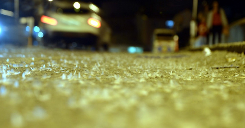 Ardahan'da binlerce kelebeğin 'ölüm uçuşu' - Resim: 3