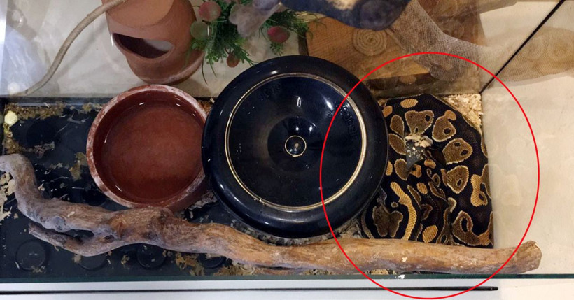 Antalya'da tefeciler senedi imzalamayanların üzerine piton bırakmışlar - Resim: 1