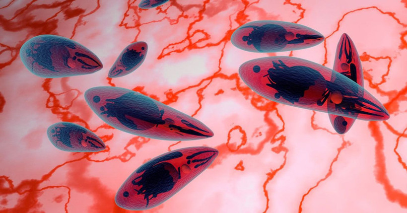 Keşke bana da bulaşsa diyeceksiniz! Korkulan parazitin çekici gösterdiği açıklandı - Resim: 3