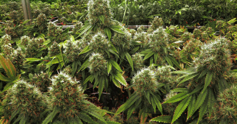 Yarım ton esrarı fareler yedi polisler görevden alındı - Resim: 4