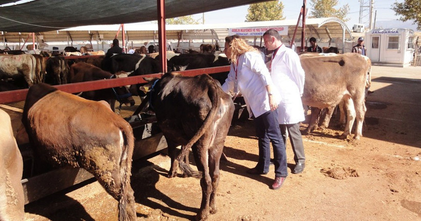 Kurban hakkında en önemli bilgi! Eti sakın dolaba... - Resim: 4