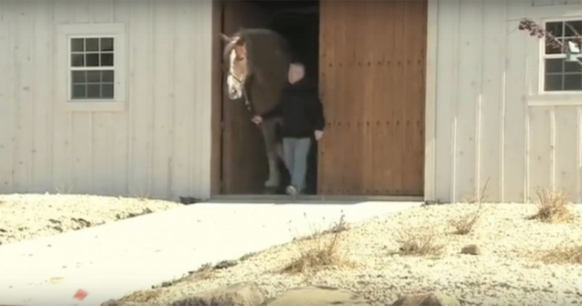Bu atın büyüklüğünü görünce gözlerinize inanamayacaksınız! - Resim: 1