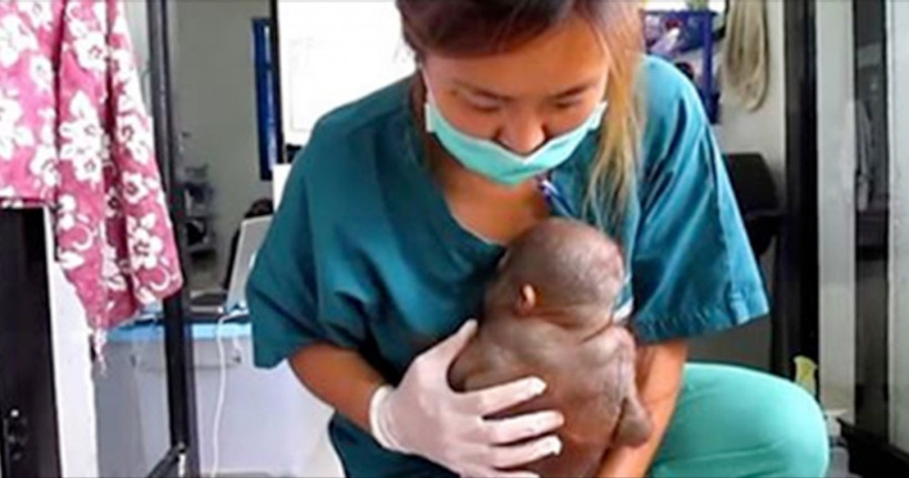 10 ay boyunca tavuk kümesine kitlediler bu hale geldi - Resim: 1