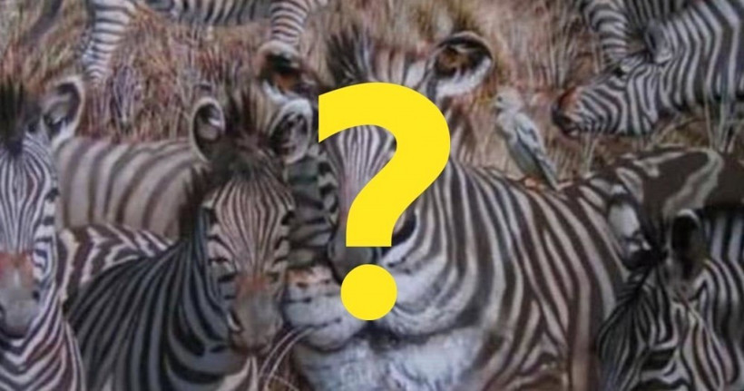 Fotoğrafta ilk gördüğünüz hayvan kişiliğiniz hakkında bilgi veriyor - Resim: 1