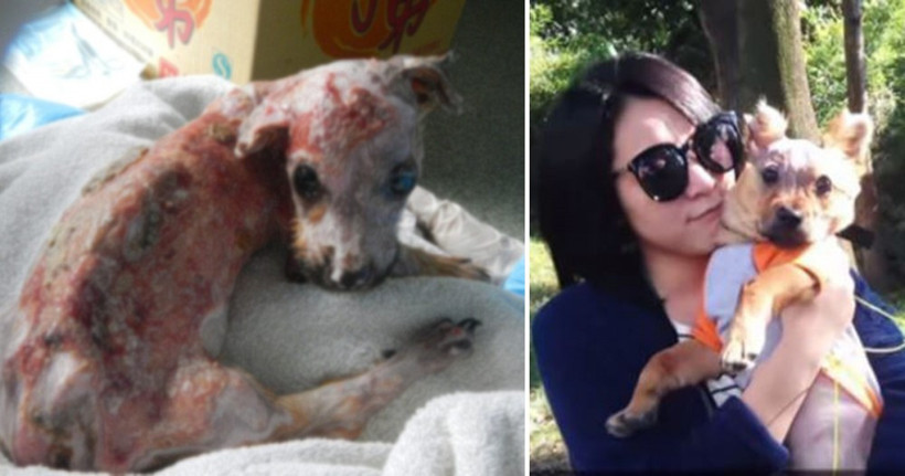 Böyle vahşet görülmedi! Telefonunu çiğnedi diye köpeğe yaptığına bakın - Resim: 1