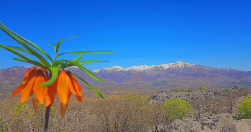 Bu çiçeği koparan çarpılıyor efsaneye ters lale göre Hz. Meryem ağlayınca bitmiş - Resim: 3