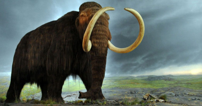 5 bin yıl önce yok olmuşlardı! Dünyaya geri dönüyorlar - Resim: 4