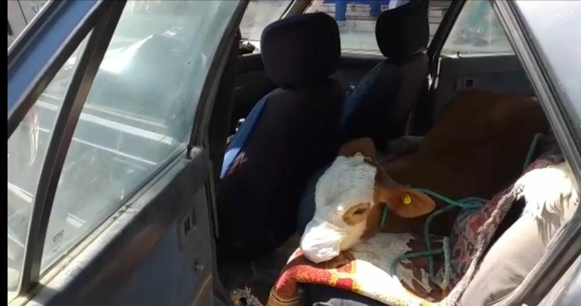 Kars'ta ilginç olay! Rahatsızlanan buzağıyı maske takıp veterinere götürdüler - Resim: 3