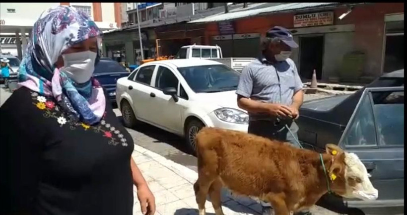 Kars'ta ilginç olay! Rahatsızlanan buzağıyı maske takıp veterinere götürdüler - Resim: 1