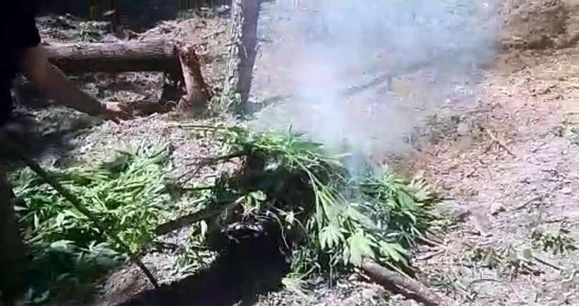 Ormandaki Hint keneviri tarlaları imha edildi - Resim: 4