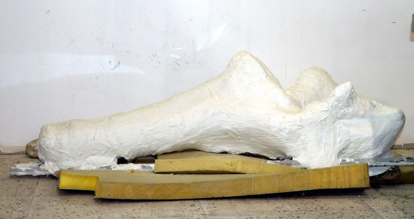 Kayseri'de veteriner yamaçta farketti yurt dışından bilim insanları geliyor - Resim: 4